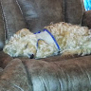 Meet your Posher, Cherie